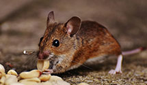 24 Hour & Emergency Exterminators in East Gulf, WV